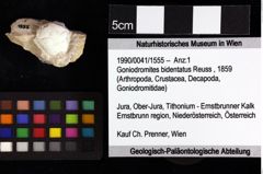 Foto (Objket + Etiketten) von Longodromites angustus (Reuss, 1858) 